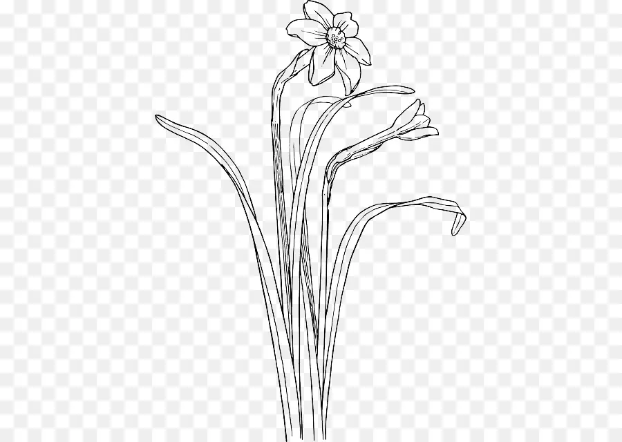 Planta De Haste，Narciso PNG