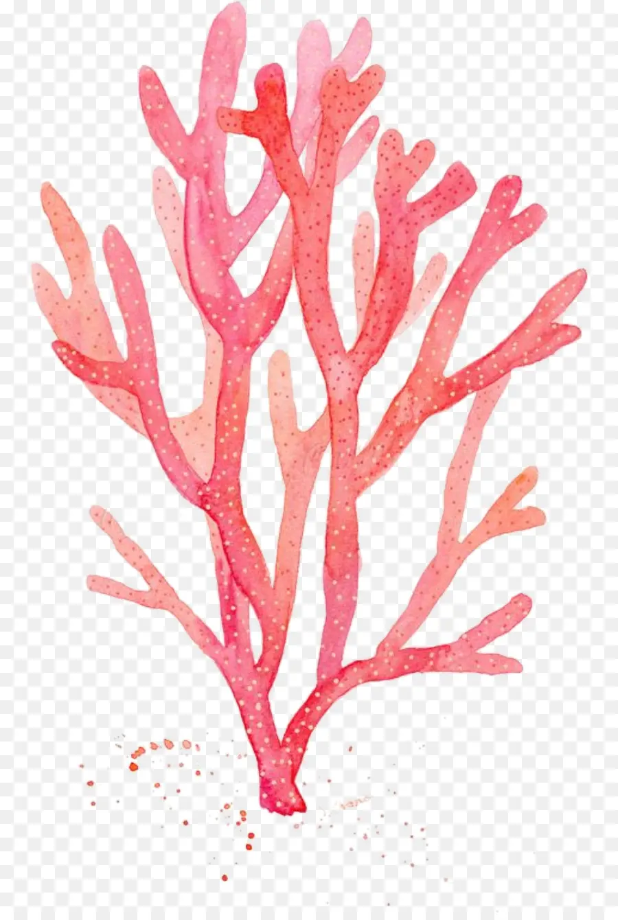 Coral，Vermelho Coral PNG