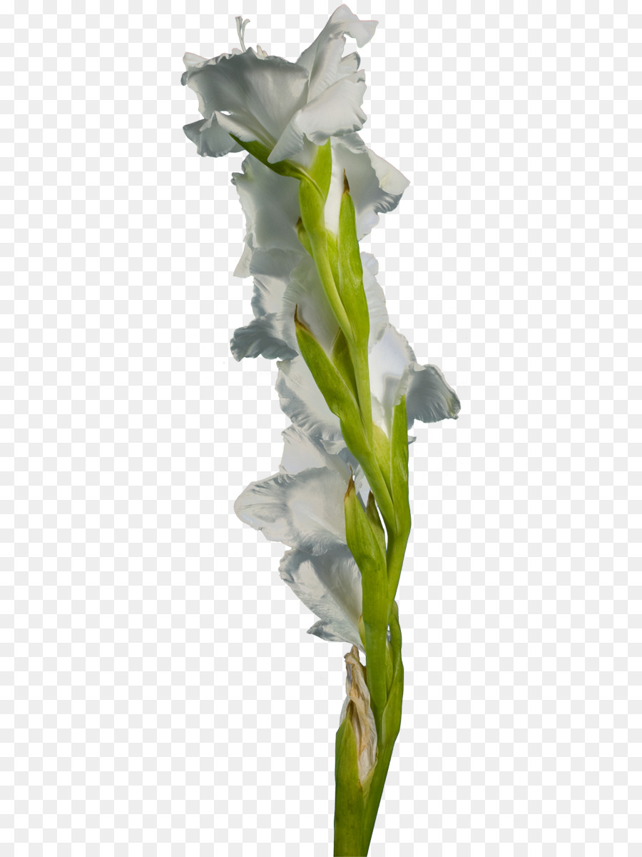 Flor Branca，Florescer PNG