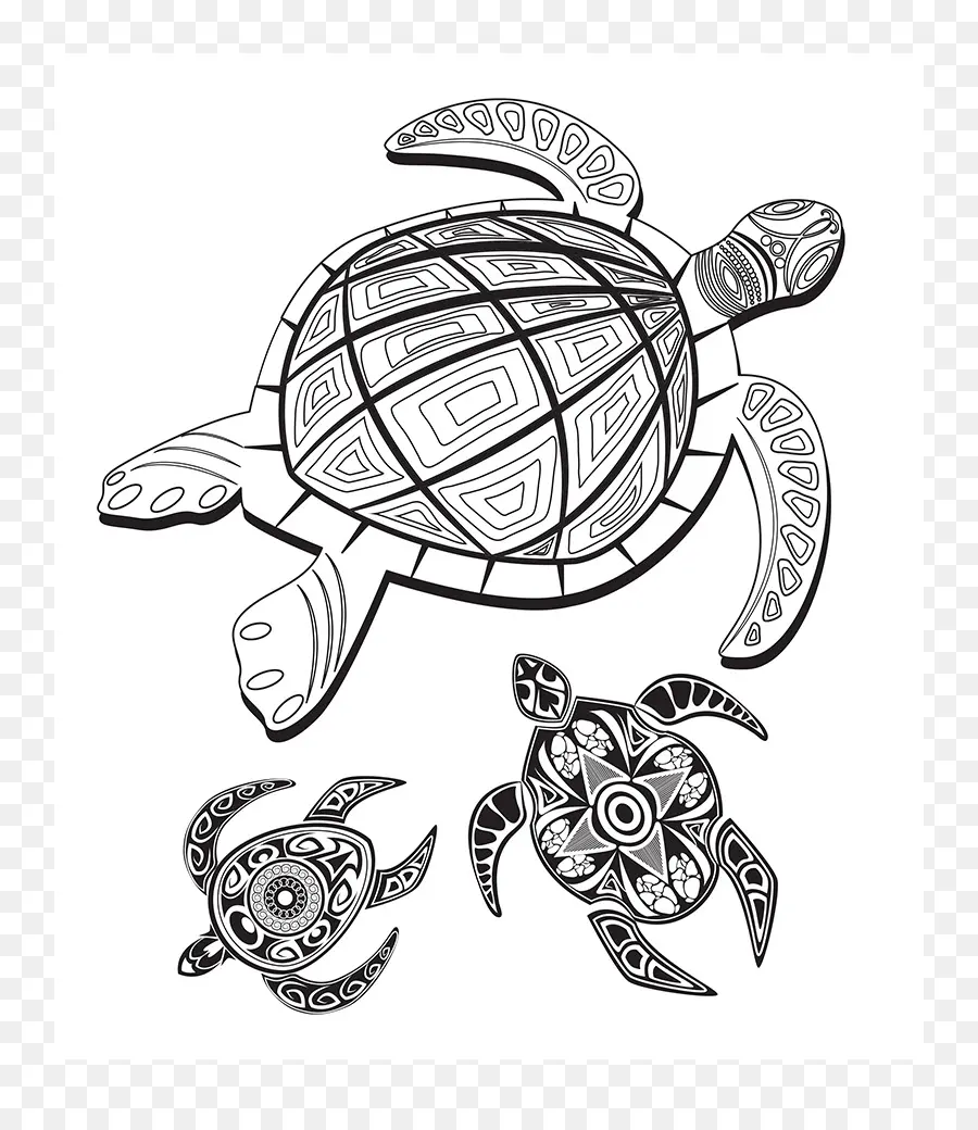 Tartaruga，Desenho PNG