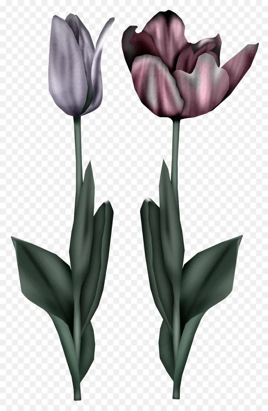 Tulip，Flor PNG