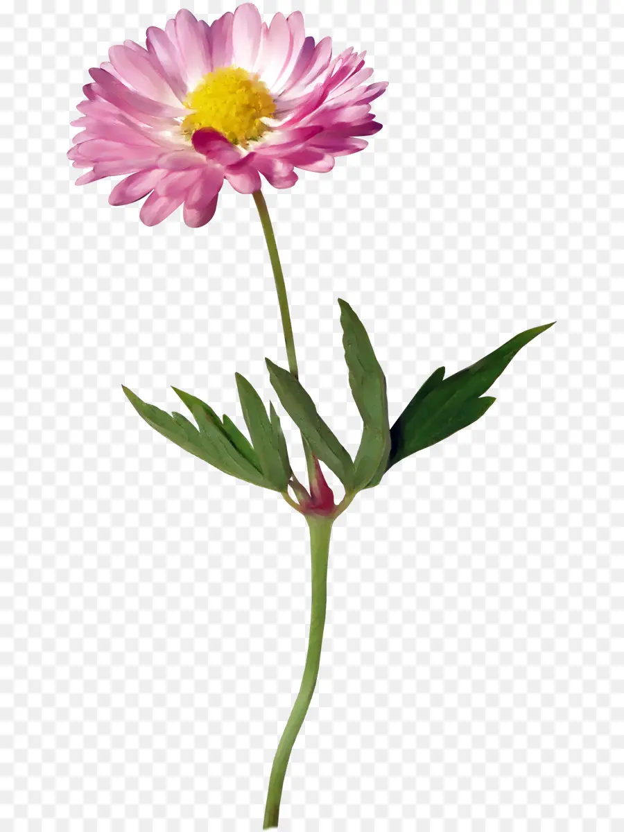 Flor，Comum Daisy PNG