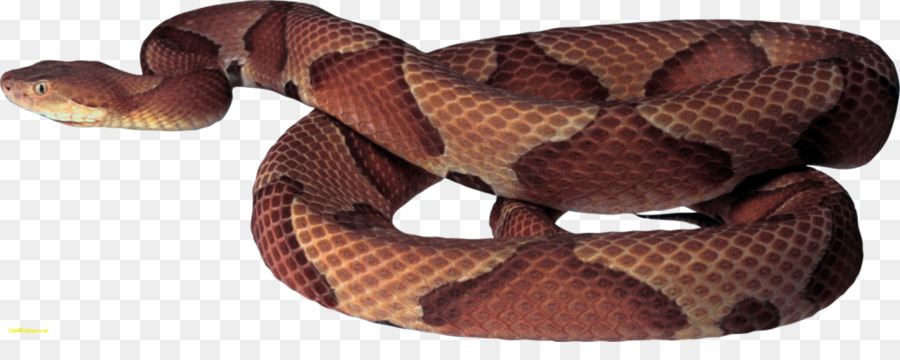 Cobras，Réptil PNG