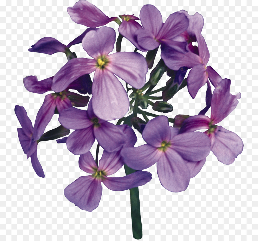 Flor，Florescer PNG