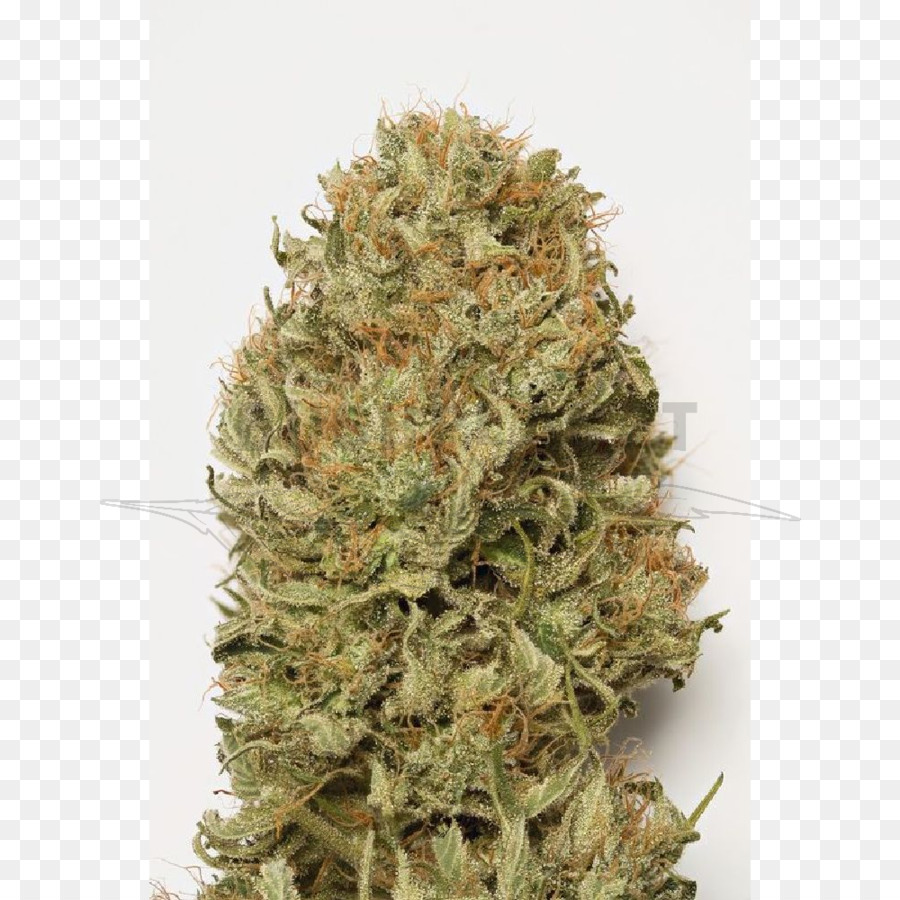 Autoflorescentes Cannabis，Sonho PNG