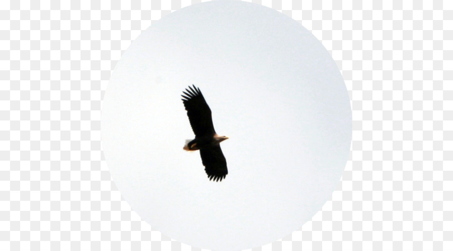 águia Careca，A Fauna PNG
