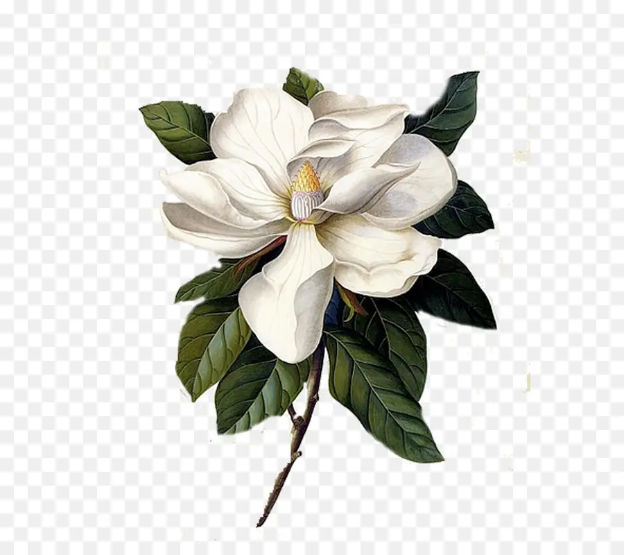 Sul Magnolia，Botânico Ilustração PNG