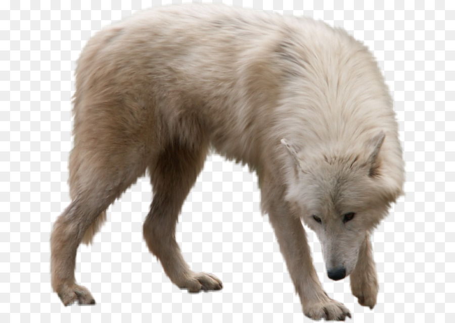 Lobo，Uivando PNG