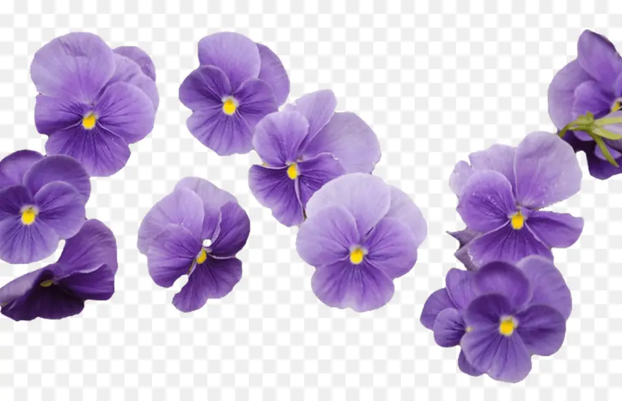 Flor，Violeta PNG