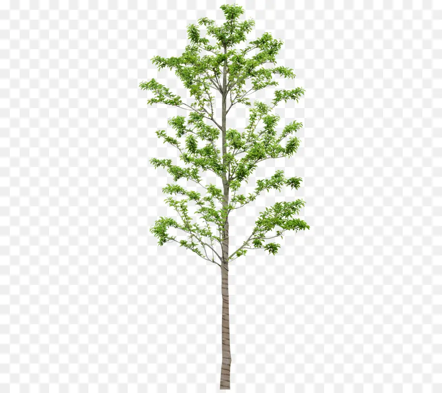 árvore，Larch PNG