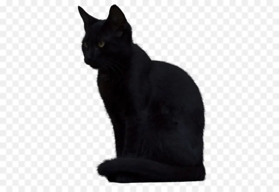 Gato Preto，Bicho De Estimação PNG