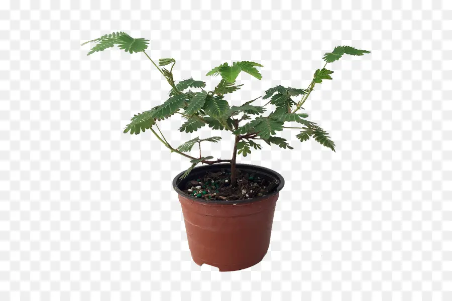 Planta Em Vaso，Folhas Verdes PNG