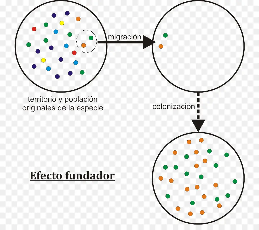 Efeito Fundador，Deriva Genética PNG