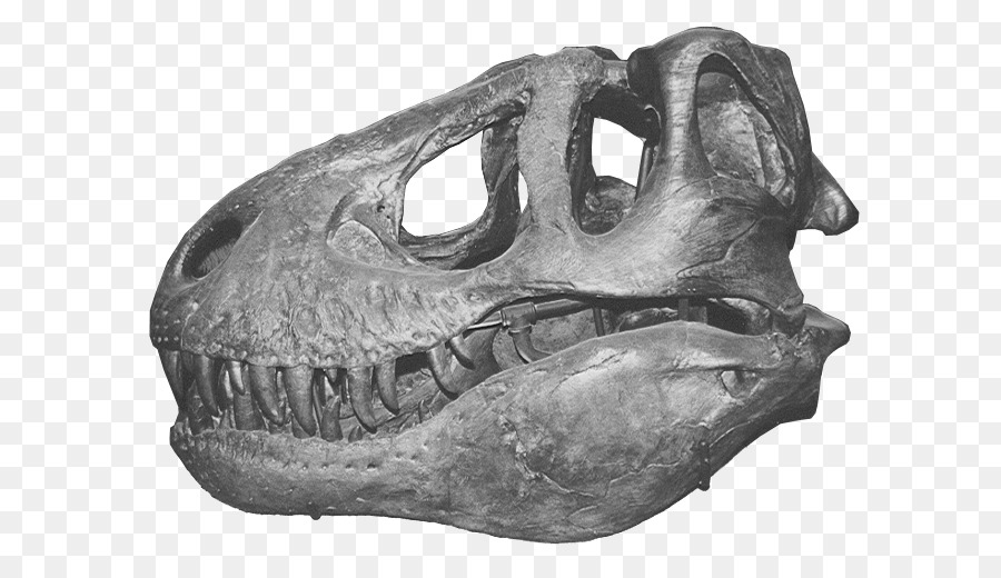 Dinossauros Tiranossauro: Como desenhar Triceratops, esqueleto crânio s,  tiranossauro, monocromático, desenhos animados png