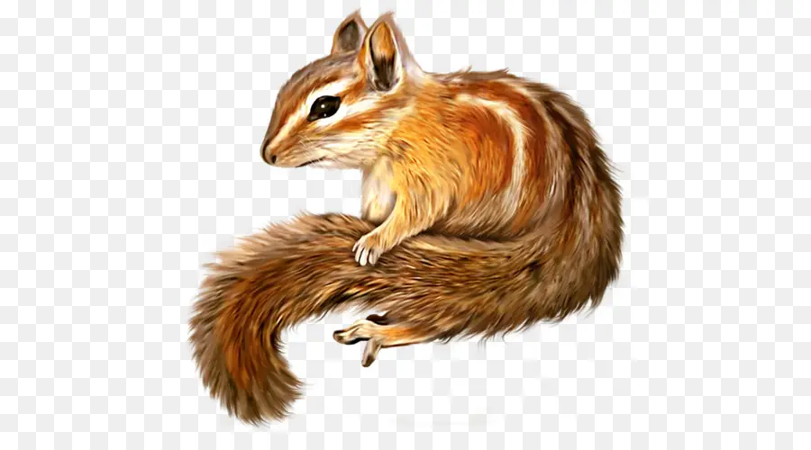 Chipmunk，Esquilo PNG