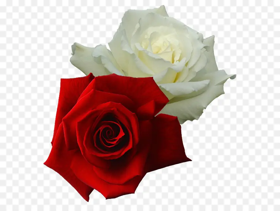 Rosa Vermelha，Folhas PNG