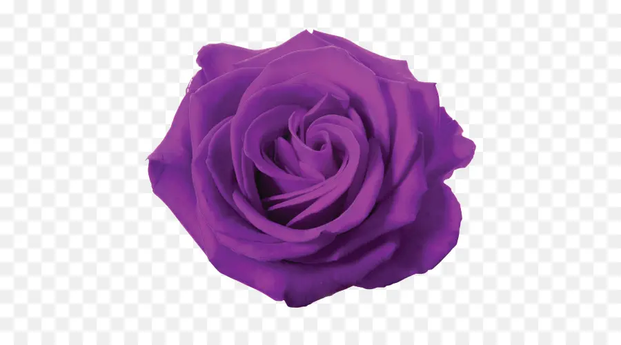 Rosa Azul，Rosa PNG