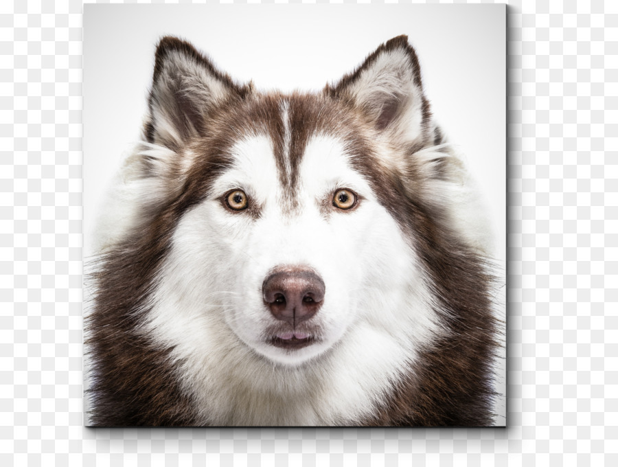 Husky Siberiano，Filhote De Cachorro PNG