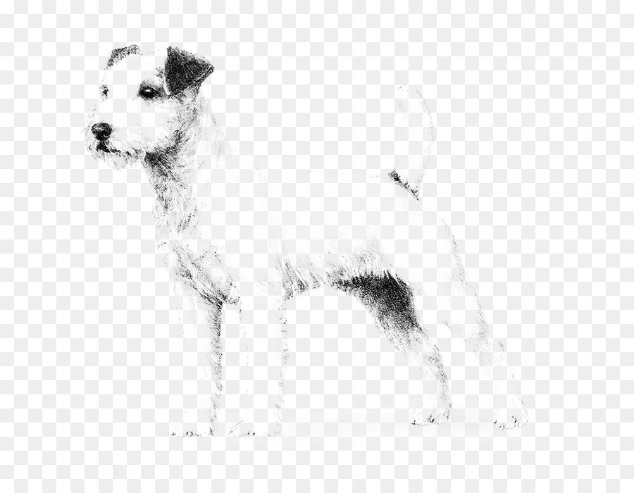 Fio De Cabelo Fox Terrier，Lakeland Terrier PNG