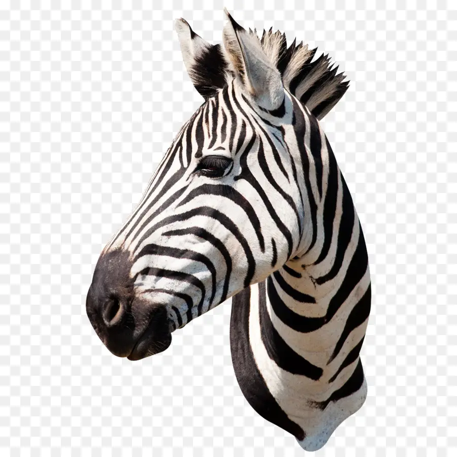 Zebra，Listras PNG