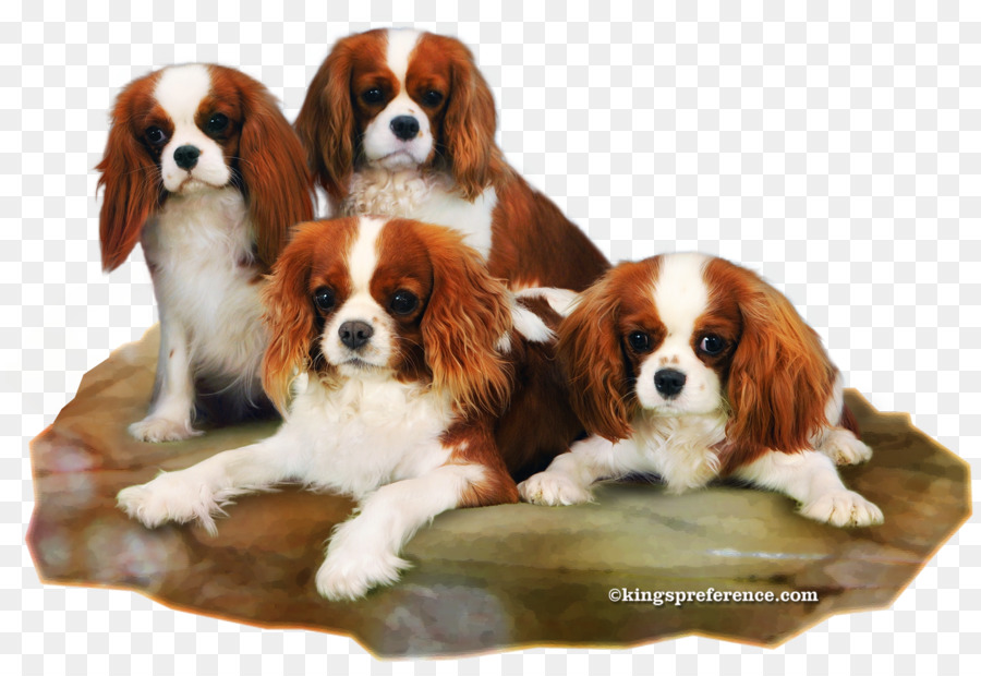 King Charles Spaniel，Cavalier King Charles Spaniel PNG