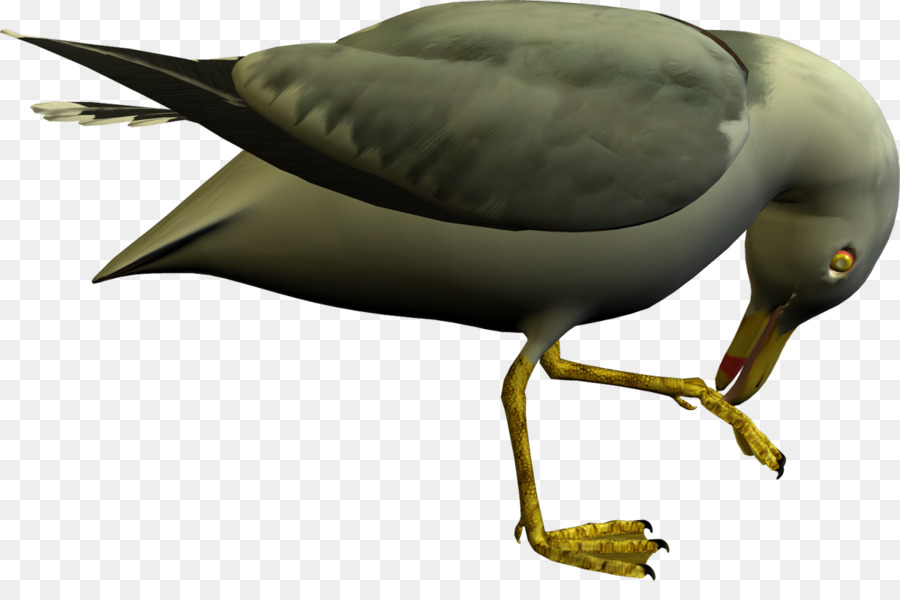 Gaivota，Vôo PNG