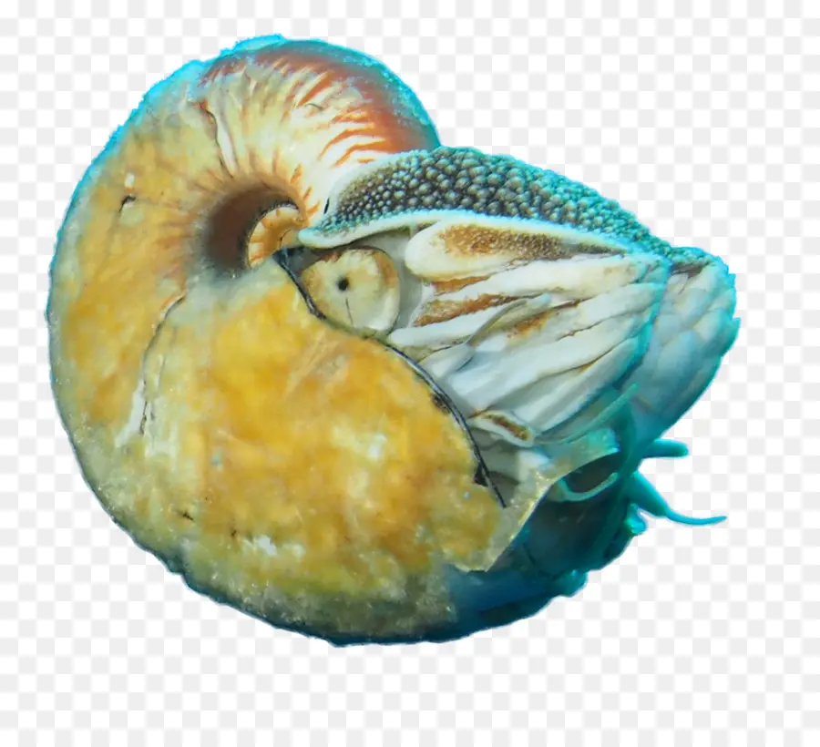 Alonautilus Scrobiculatus，Fóssil Vivo PNG