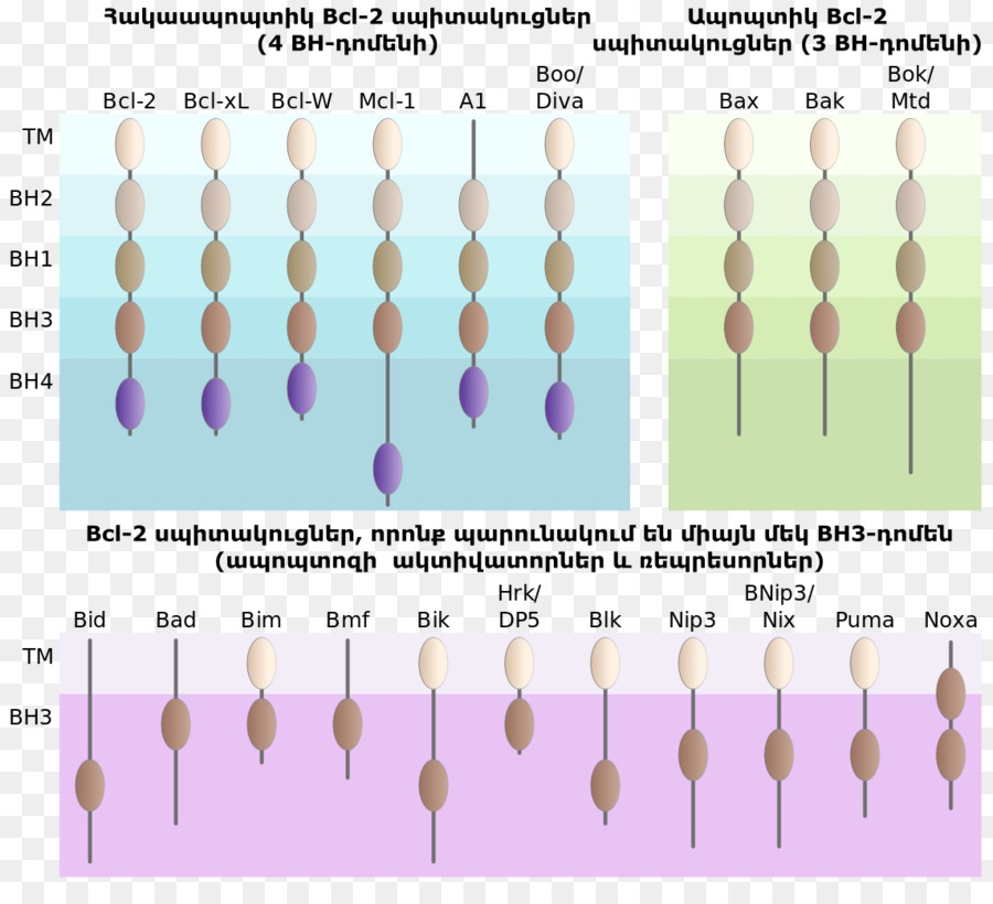 Apoptose，Célula PNG