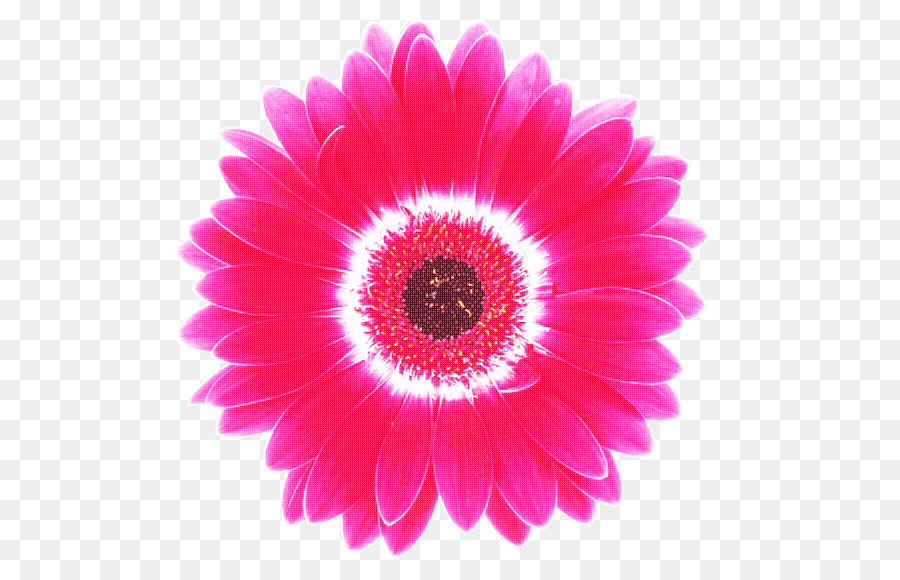 Flor，Florescer PNG