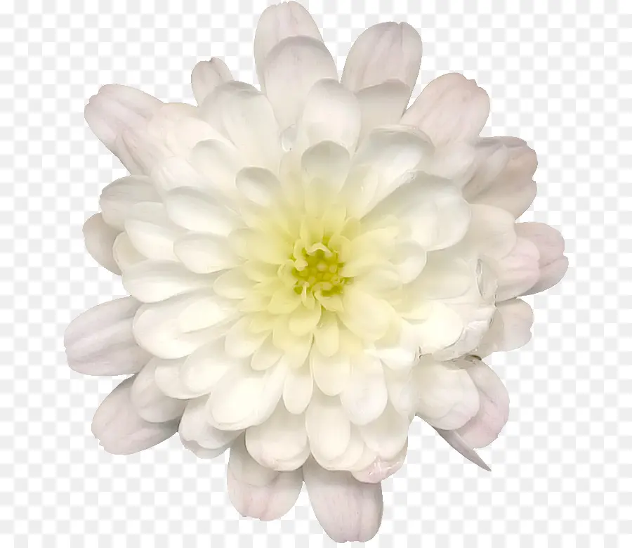 Dahlia，Desenho PNG