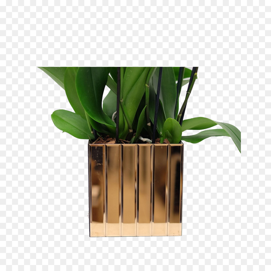 Planta De Casa，Vaso De Flores PNG