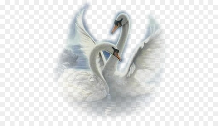 Cisnes，Pássaros PNG