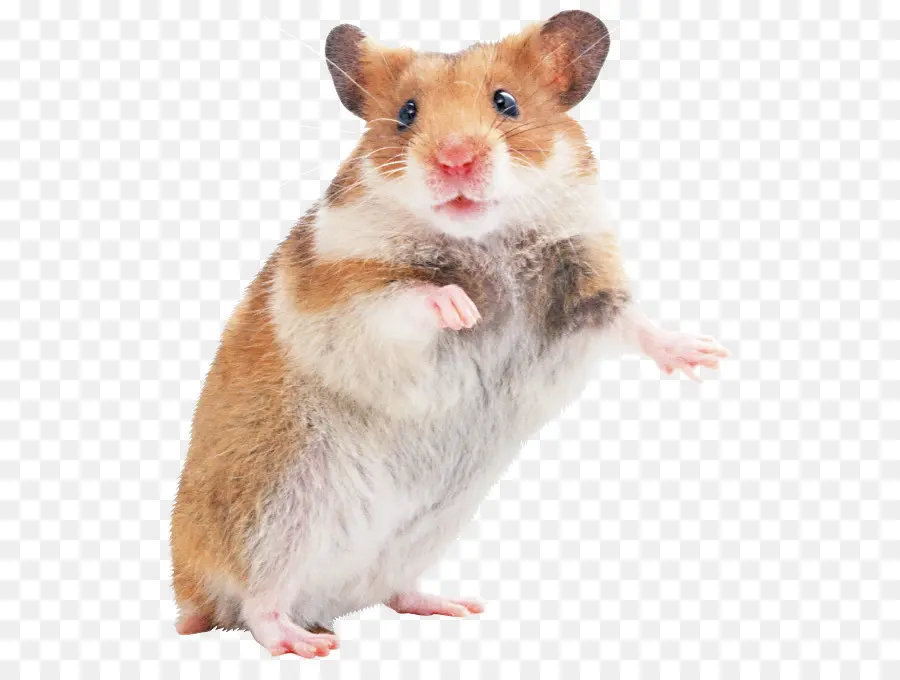 Hamster，Gerbil PNG