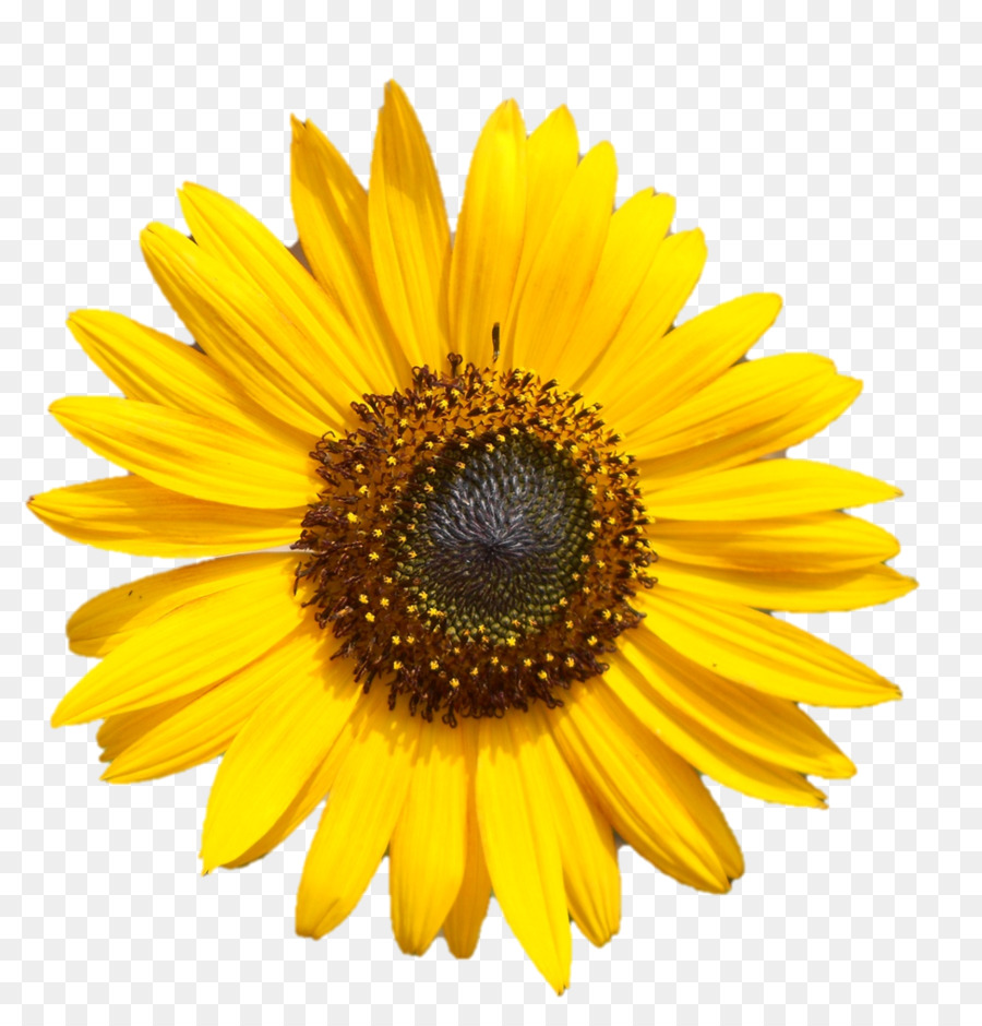 Comum De Girassol Flor Amarelo Png Transparente Gr Tis