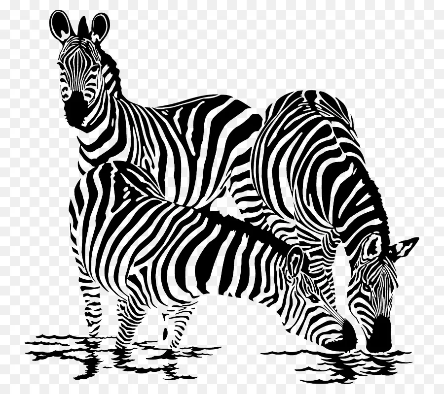 Zebras，Listras PNG