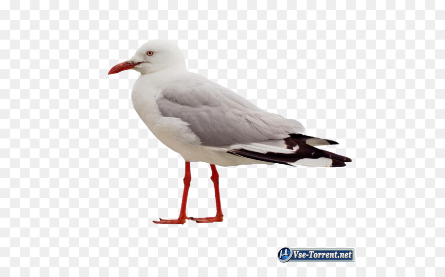 Gaivota，Pássaro PNG