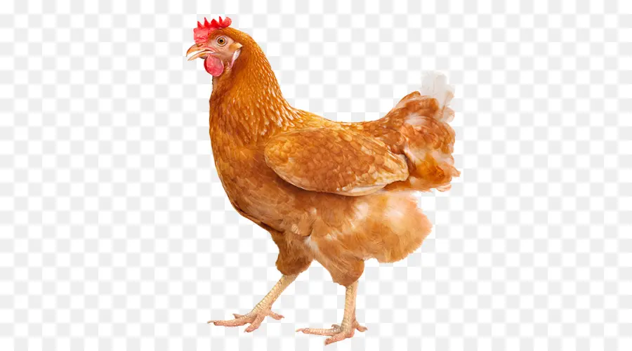 Rhode Island Red，Isa Brown PNG