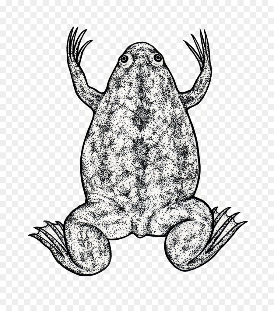 Toad，Sapo PNG