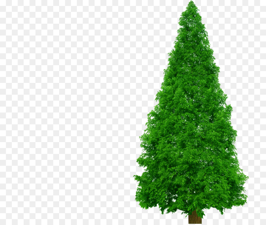 Enfeitar，Pine PNG