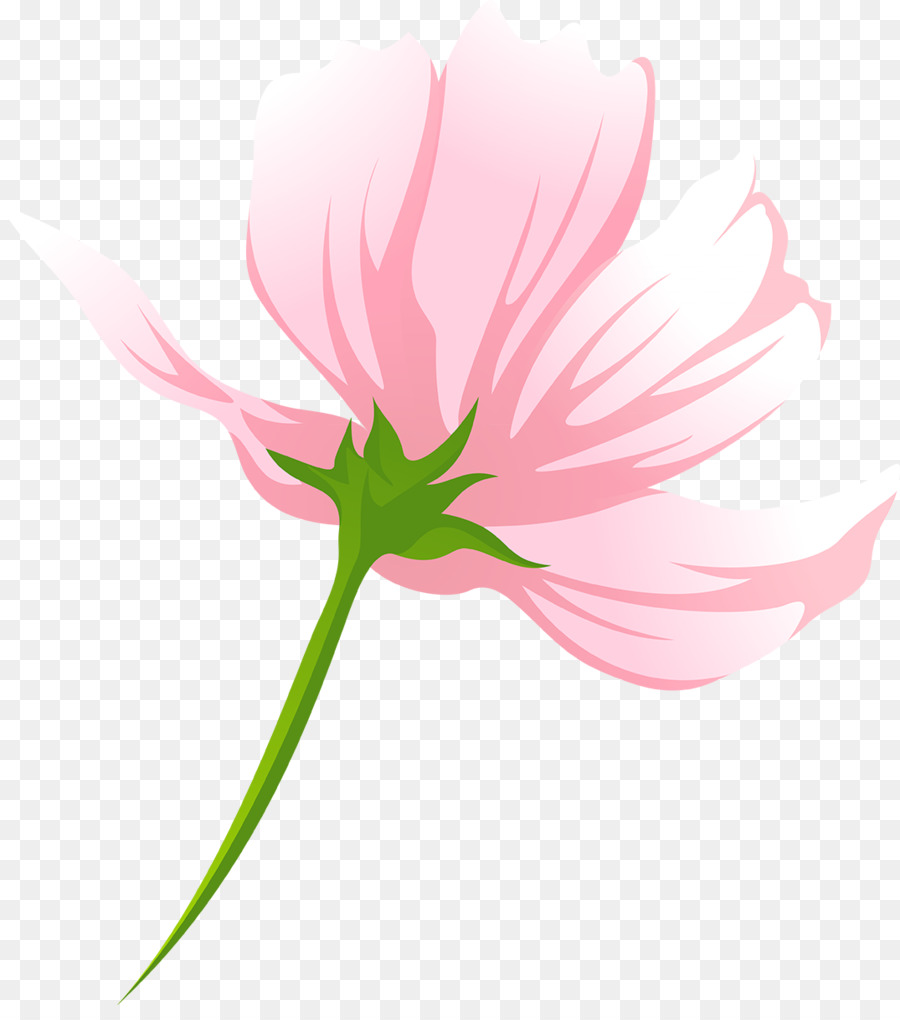 Flores Cor De Rosa，Florescer PNG