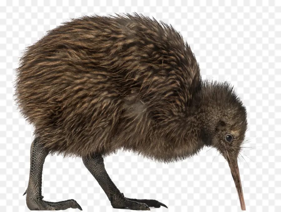 Aves，Pouco Manchado Kiwi PNG