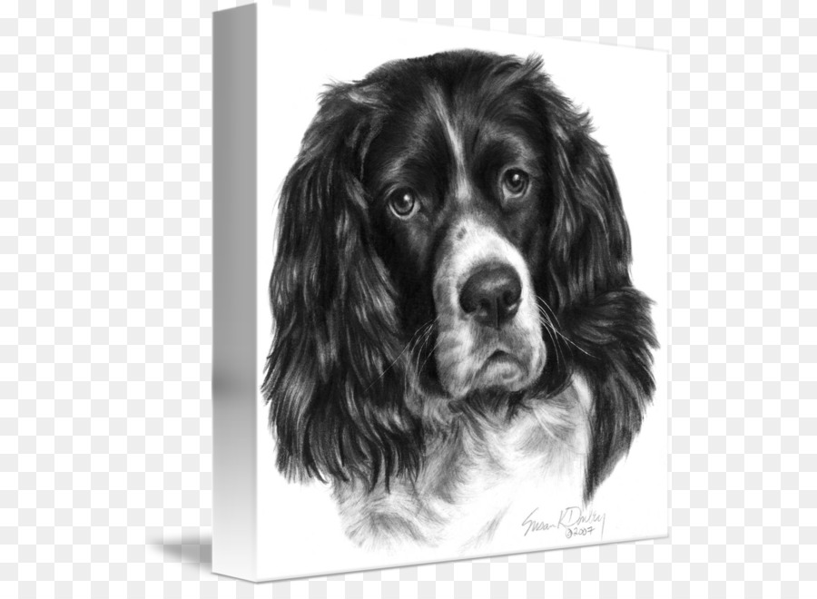 Campo Spaniel，Springer Spaniel Inglês PNG