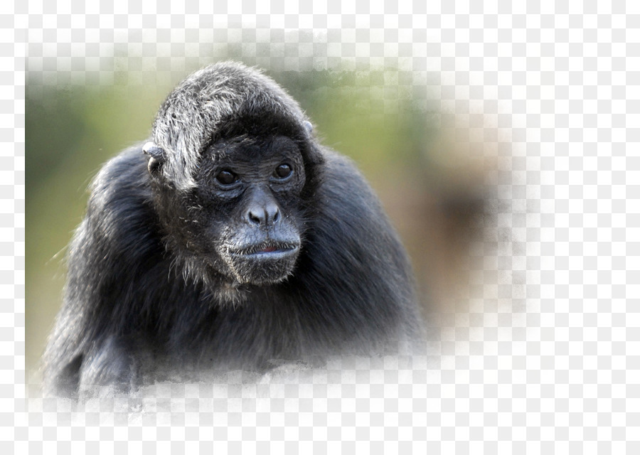 Chimpanzé Comum，Nortica PNG