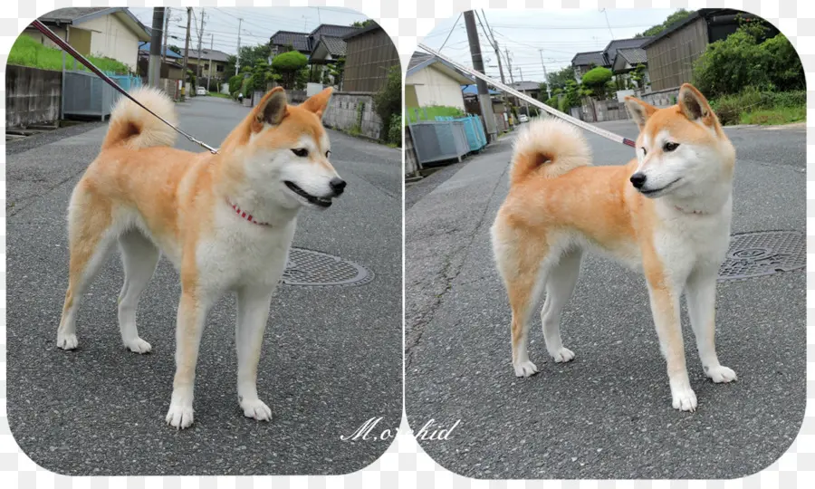 Shiba Inu，Bicho De Estimação PNG