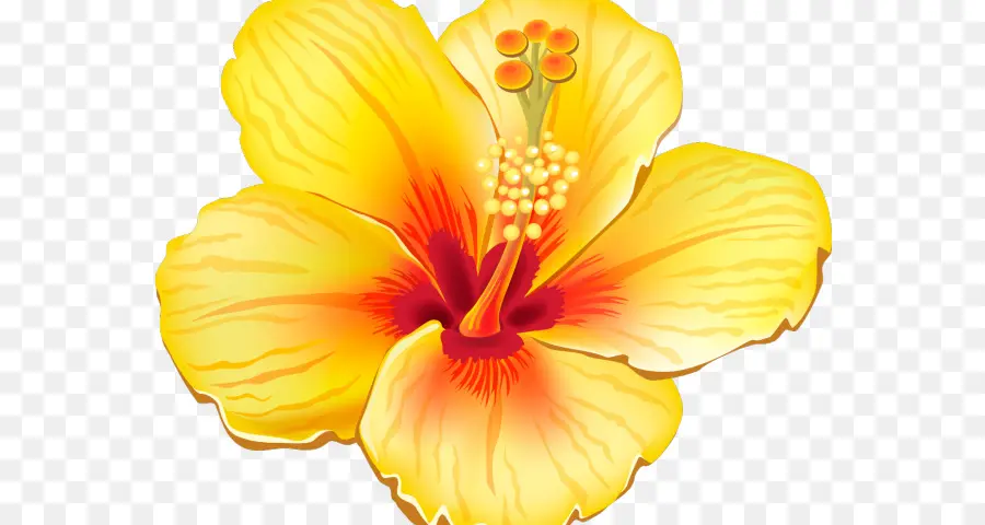 Flor，Documento PNG