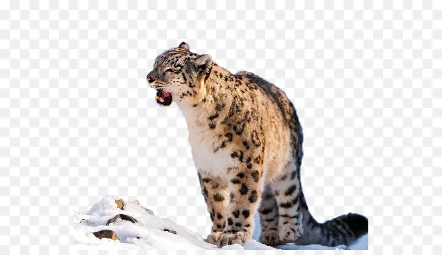 Leopardo Da Neve，Pontos PNG