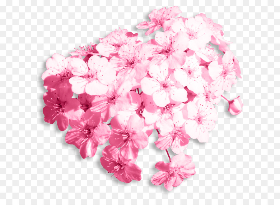 Flores Cor De Rosa，Florescer PNG