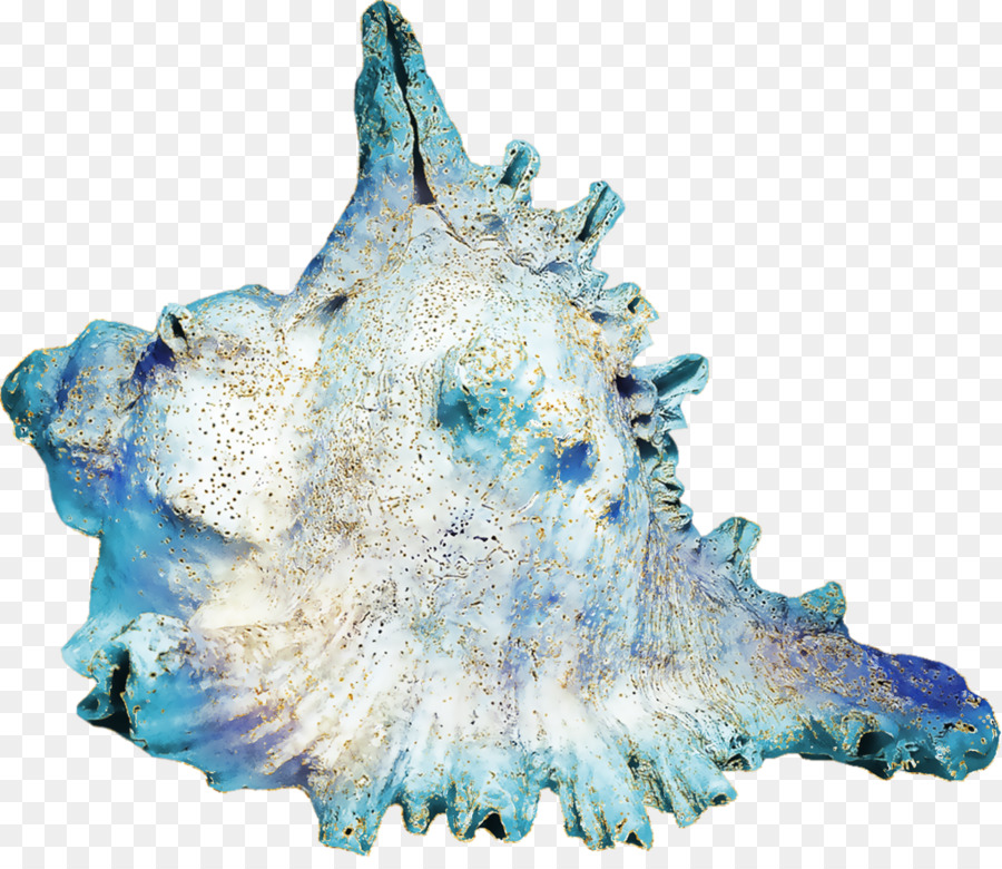 Seashell，Búzio PNG