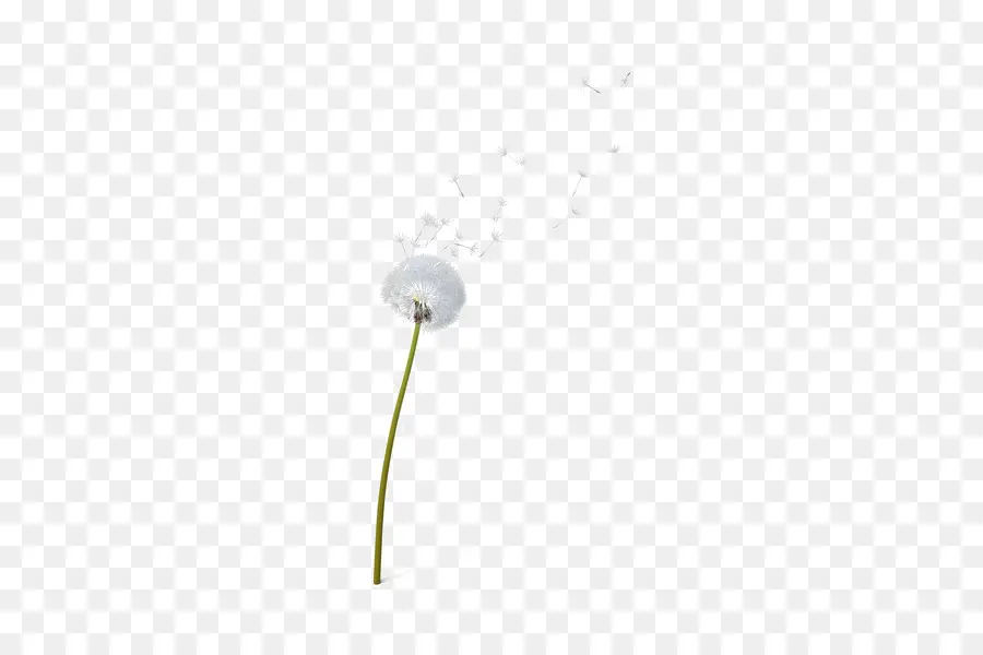 Iluminação，Flor PNG