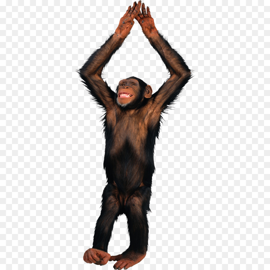 De Primatas，Macaco PNG